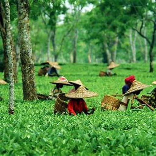 Tea workers in Assam tea garden