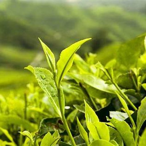 Fresh Assam tea leaves